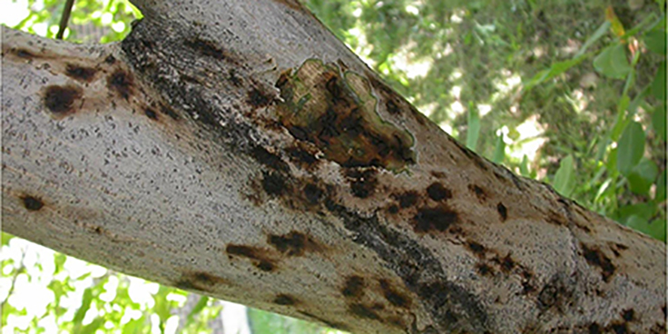 Thousand Cankers Disease is a fungal disease spread by beetles to walnut trees.